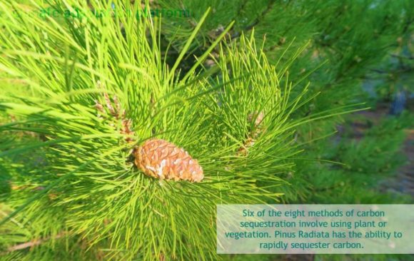 Carbon Sequestration through Pinus Radiata