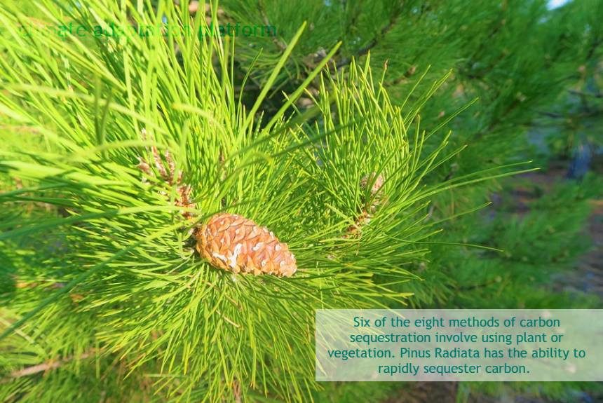 Carbon Sequestration through Pinus Radiata