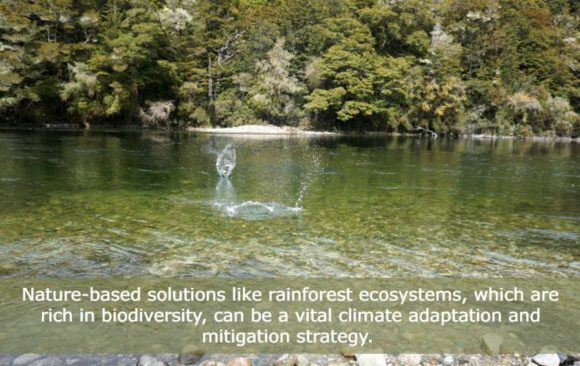 climate adaptation through ecosystems build up