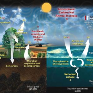 climate adaptation platform carbon cycle