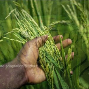 climate adaptation rice production