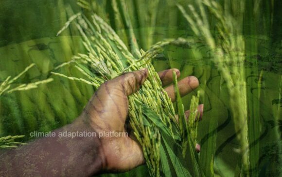 climate adaptation rice production climate adaptation rice production