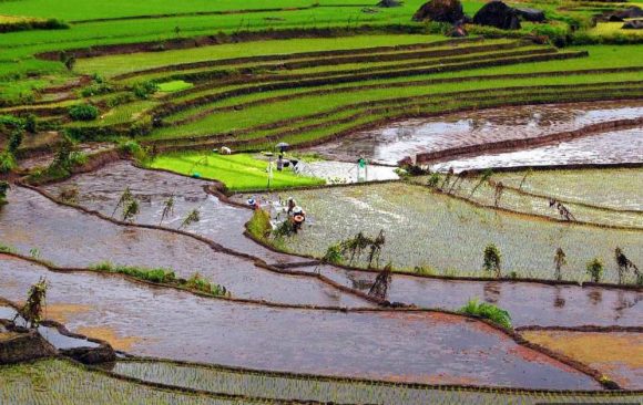 rice production philippines