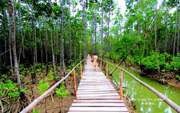 climate adaptation mangrove blue carbon