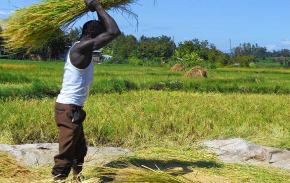 climate adaptation Kirinyaga County Kenya