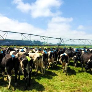 climate adaptation reducing cattle GHG