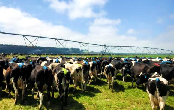 climate adaptation reducing cattle GHG