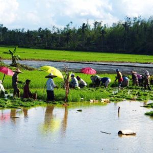 climate adaptation water efficient rice