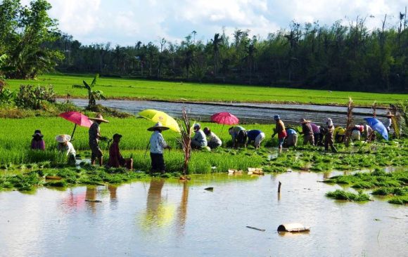 climate adaptation water efficient rice