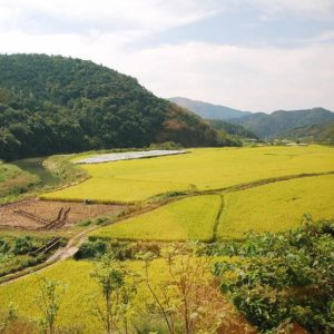 climate change adaptation South Korea agriculture