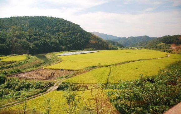 climate change adaptation South Korea agriculture