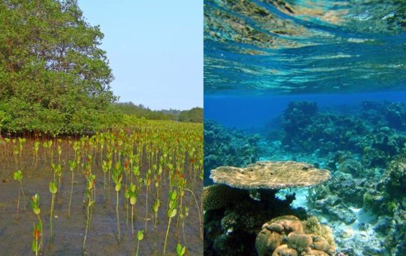 Natural and Powerful Coastal Defences Against Climate Change Impacts