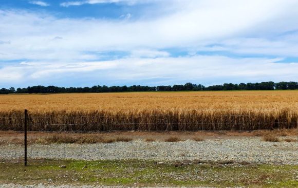 climate adaptation crop migration agriculture