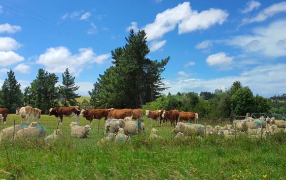 climate adaptation dairy farming nz