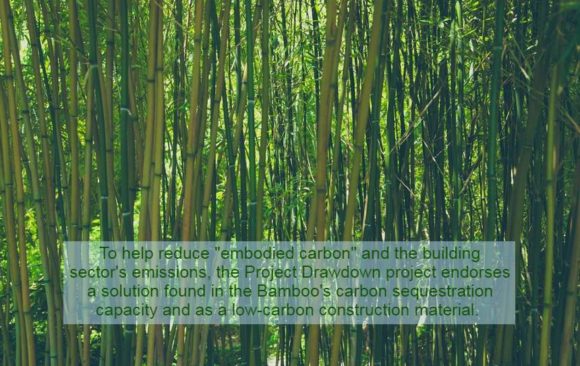 climate adaptation carbon sequestration bamboo