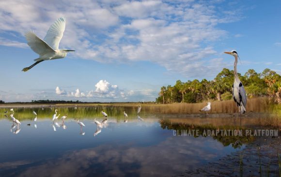 climate adaptation coastal wetlands preservation