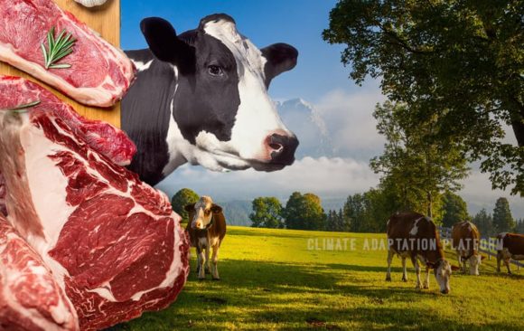 climate adaptation platform meat and dairy