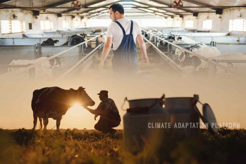 climate adaptation dairy farm warm temperatures