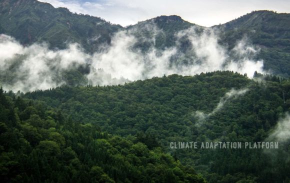 climate adaptation platform forests