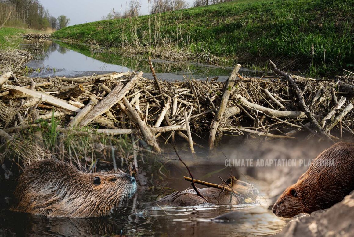 Climate Change And The Beavers Dams Climate Adaptation Platform   Climate Adaptation Beavers Ability To Build Dams 1160x776 