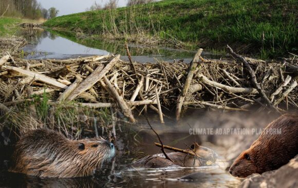 Climate adaptation beavers ability to build dams helps reduce climate impacts