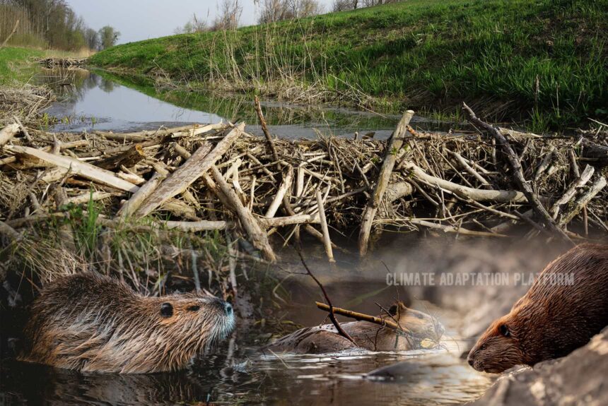 Climate adaptation beavers ability to build dams helps reduce climate impacts