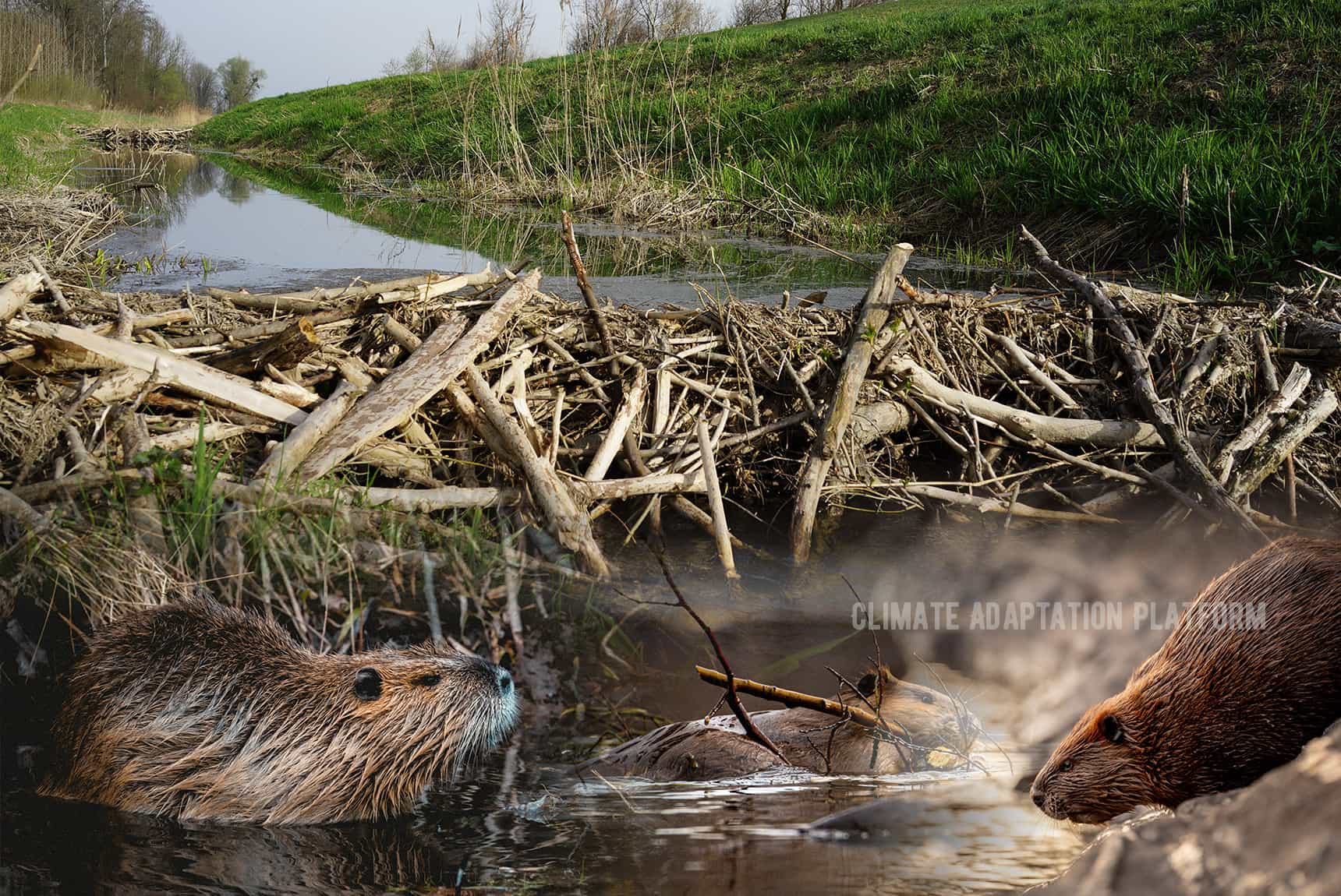 Climate Adaptation Beavers Ability To Build Dams 