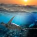 Climate adaptation world's oceans are rapidly heating up, which can have real-world consequences, a new study finds