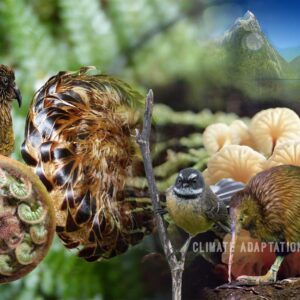 Climate adaptation Impacts on New Zealand’s species and ecosystems