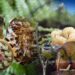 Climate adaptation Impacts on New Zealand’s species and ecosystems