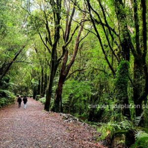 climate adaptation NZ forest growers