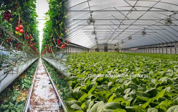 Enhancing Global Crop Yields Through Greenhouses and Bio Engineering