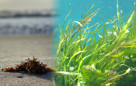 Can Seaweed Farming Innovations Build Climate Resilience in the Philippines?