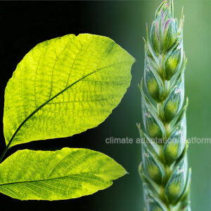 Genetically Modified Plants as a Climate Adaptation Strategy