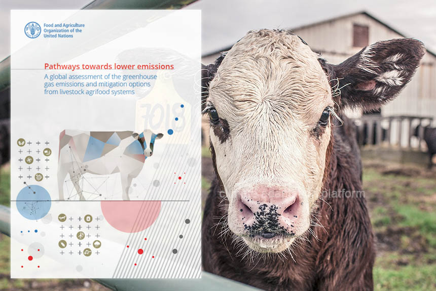 FAO Shares Climate Adaptation Guide to Lower Livestock Emissions