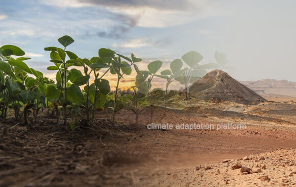 Israel’s Pioneering Desert Farms is a Climate Adaptation example