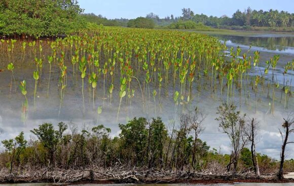 climate adaptation Mexico’s Women-led Mangrove Protection and Restoration