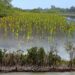climate adaptation Mexico’s Women-led Mangrove Protection and Restoration