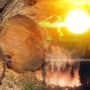 Tree Ring Records Reveal 2023 Hottest Summer in 2000 Years