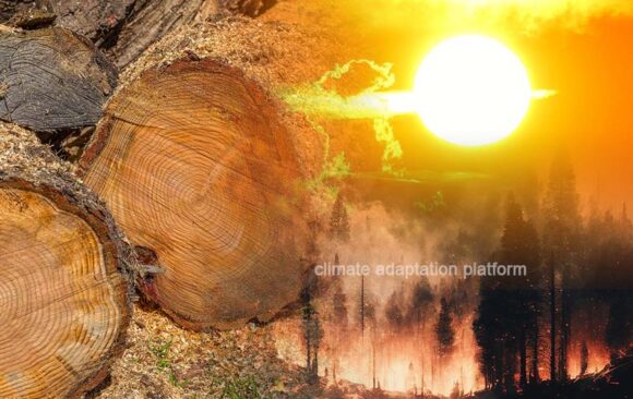 Tree Ring Records Reveal 2023 Hottest Summer in 2000 Years