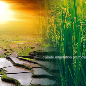 Japan Implements Climate Adaptation to Save Rice Production