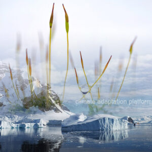 Rapid Greening in Antarctic Peninsula Observed