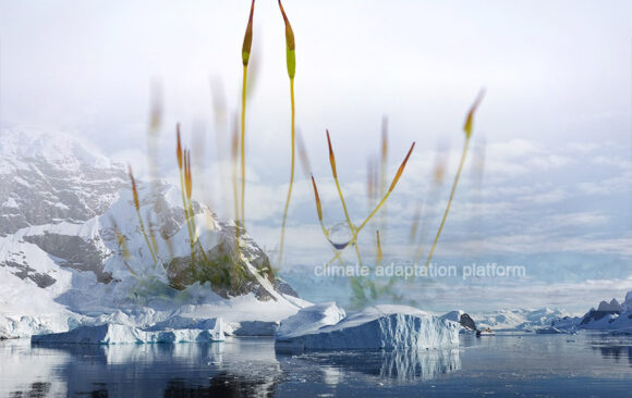 Rapid Greening in Antarctic Peninsula Observed