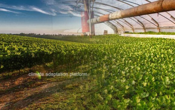 Urban Agriculture Can Resolve Cities’ Climate Change Woes