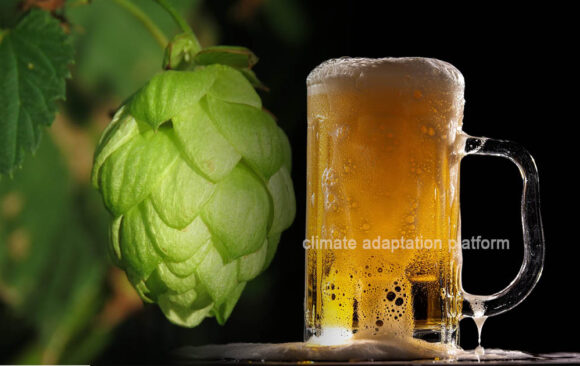 How Climate Change Affects Beer Quality and Adaptation Options