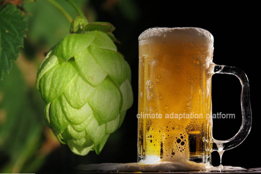 How Climate Change Affects Beer Quality and Adaptation Options