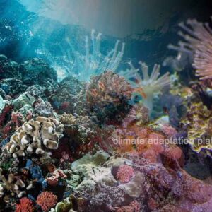 Study Reveals Isolated Coral Reefs Show Climate Resilience