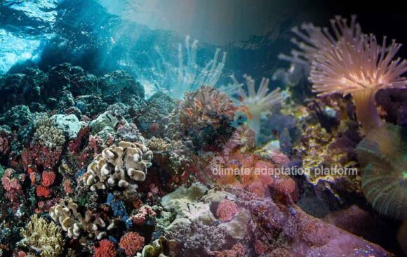 Study Reveals Isolated Coral Reefs Show Climate Resilience