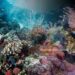 Study Reveals Isolated Coral Reefs Show Climate Resilience