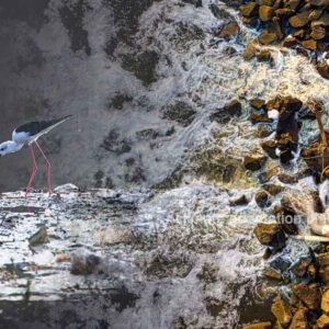 Climate Extremes Fuel Virus Spread in Waterways Polluted by Wastewater